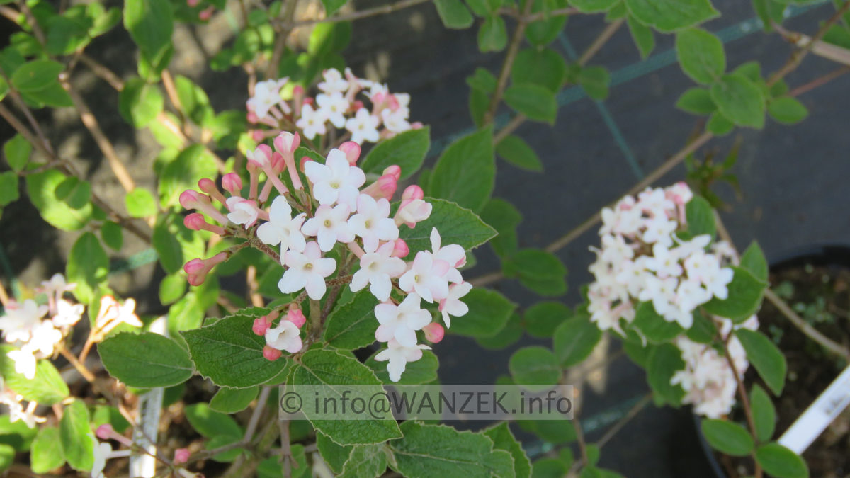 Viburnum carlesii Aurora 01.JPG